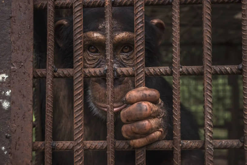 «Надеяться». Фотограф Роберто Гарсиа-Роа. Шимпанзе в приюте для осиротевших обезьян в Национальном парке верхнего Нигера