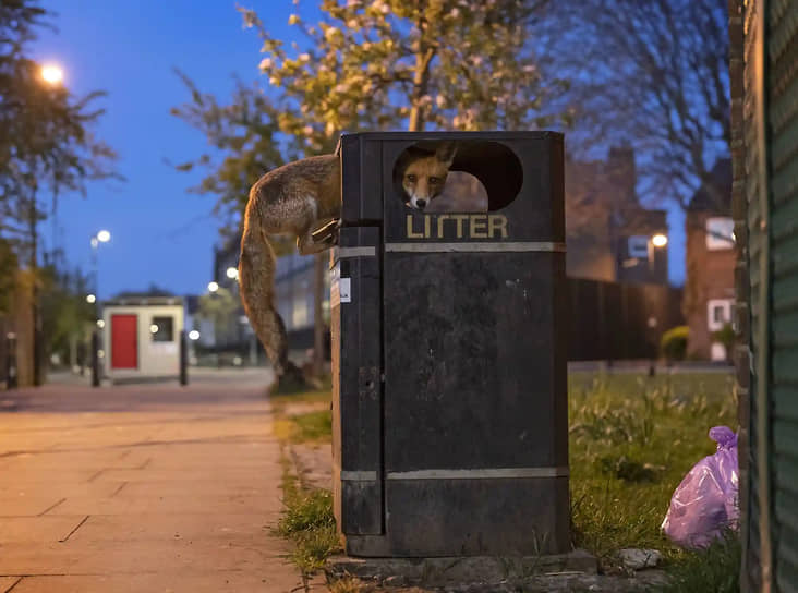 «Лисья возможность». Фотограф Мэтт Маран. Молодой лис регулярно наведывается за едой в мусорный бачок на окраине Лондона. Он делает это вечером в понедельник — незадолго до того, как коммунальные службы вывозят мусор
