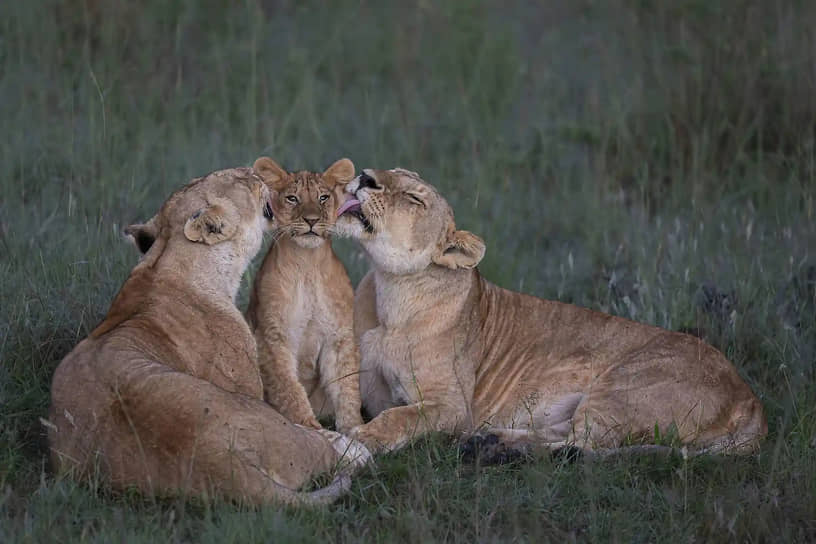 «Совместное воспитание». Фотограф Марк Бойд. Львицы вылизывают детеныша в Национальном заповеднике Масаи-Мара в Кении. В прайде воспитанием львят занимаются все самки