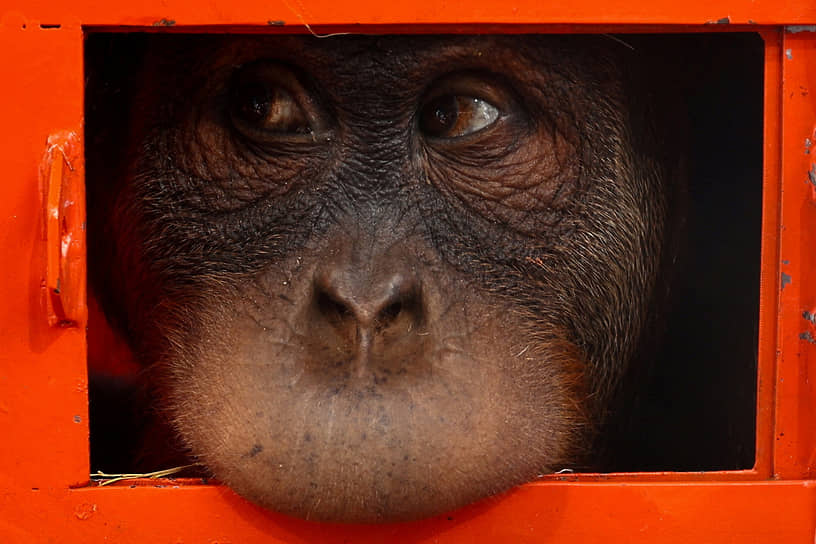 Бангкок, Таиланд. Орангутанг, конфискованный на границе Таиланда и Малайзии, выглядывает из клетки перед отправкой в Индонезию 