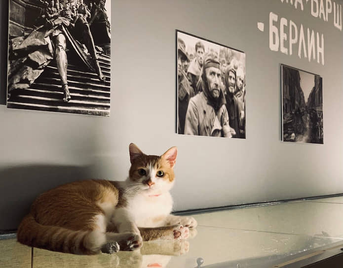 В Смоленске ловит мышей и сопровождает экскурсии по музею «Смоленщина в годы Великой Отечественной войны» кот Василий Теркин 
