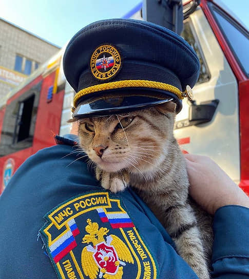 В пожарной части Набережных Челнов служит кот Лафет. Он охраняет пожарные рукава и помогает спасателям справиться со стрессом