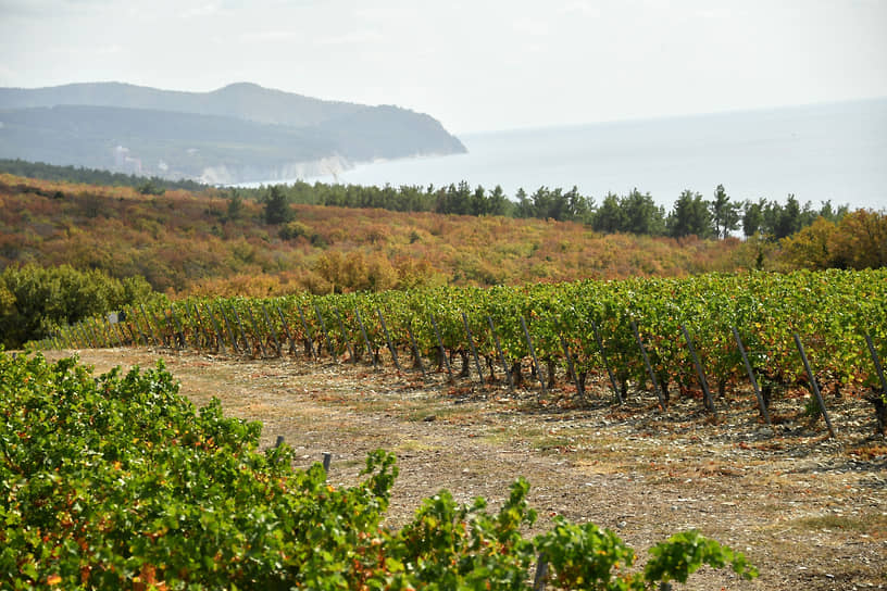 Виноградники вокруг Геленджика, ставшего за последние годы одной из винных столиц страны