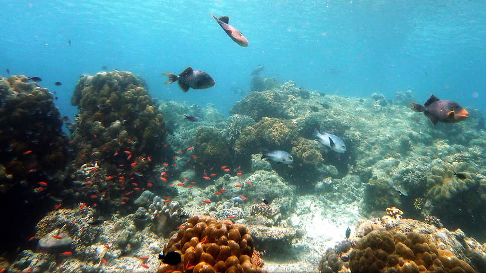 Коралловый риф у берегов острова Сипадан