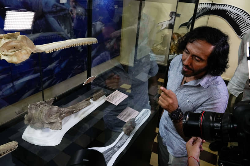 Палеонтолог Родольфо Салас показывает череп, выставленный в Национальном музее археологии, антропологии и истории Перу в городе Лима