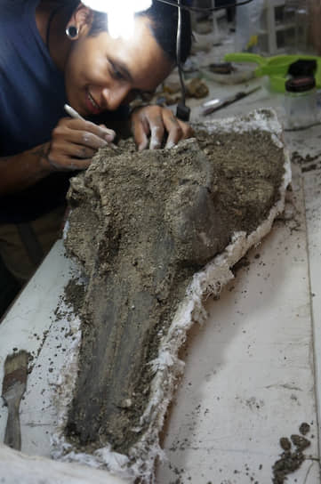 Перуанский палеонтолог Альдо Бенитес чистит череп