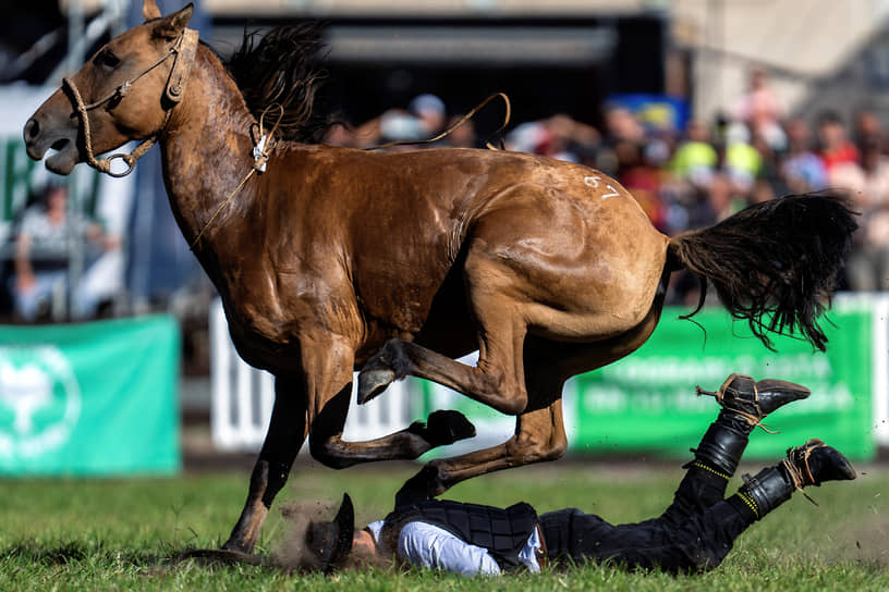 Монтевидео, Уругвай. Гаучо (южноамериканский ковбой) падает с лошади на родео-фестивале «Неделя Криоллы»