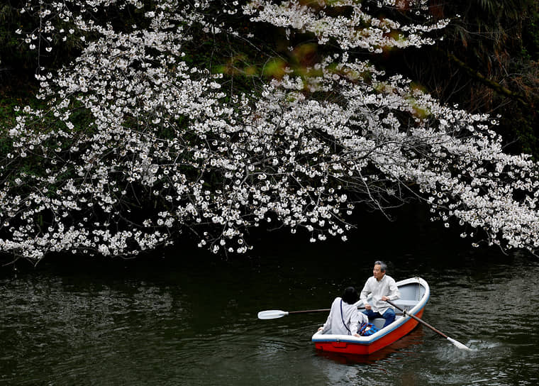 Токио, Япония. Посетители парка Чидоригафучи катаются на лодке рядом с цветущей сакурой 
