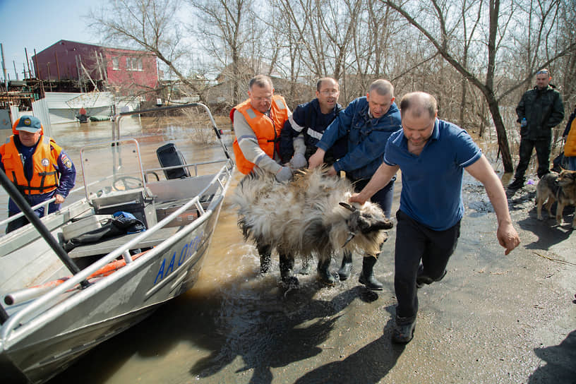 Сотрудники МЧС эвакуируют домашних животных в поселке Кузнечный 