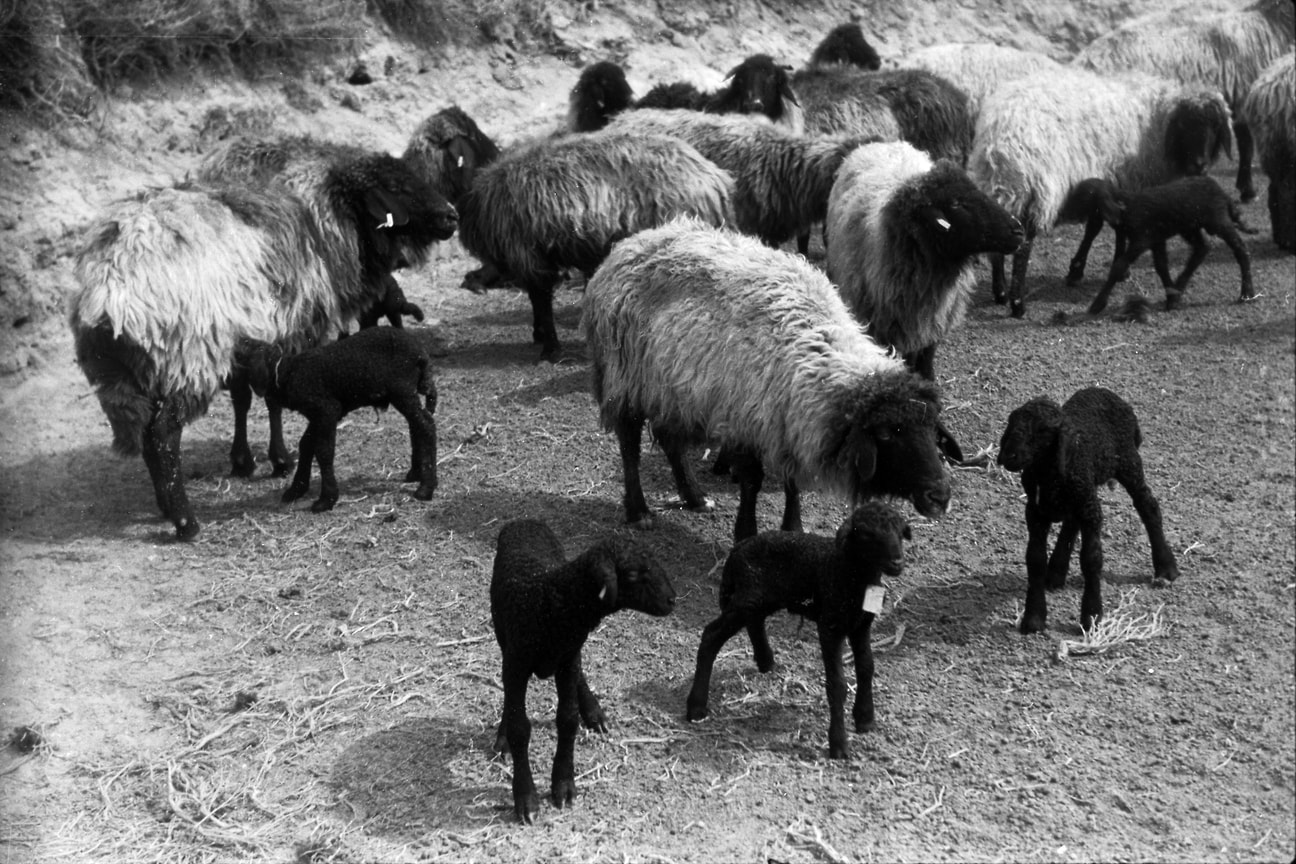 «Под опыт были пущены около 200 тыс. овец»