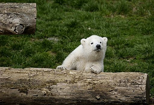 08.04.08 В Германии в зоопарке Нюрнберга белая медведица Флоке впервые появилась перед посетителями. У ее вольера собрались сотни журналистов