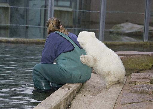 08.04.08 В Германии в зоопарке Нюрнберга белая медведица Флоке впервые появилась перед посетителями. У ее вольера собрались сотни журналистов