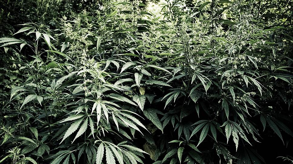 Колорадо продажа марихуаны форум курильщиков конопли