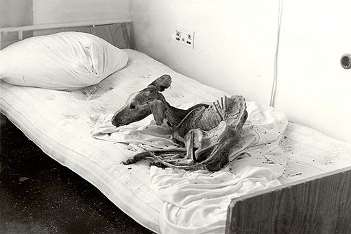 21 июля 1986 года. Квартира в городе Припять. На кровати — скелет собаки