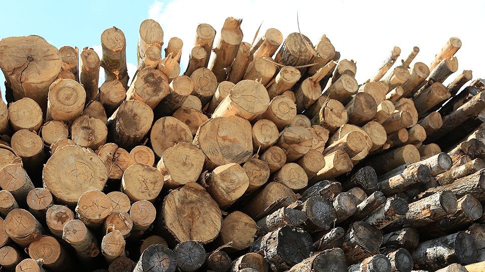 Во время спецоперации оперативникам ГУЭБиПК удалось предотвратить вывоз из России 40 тыс. кубометров леса