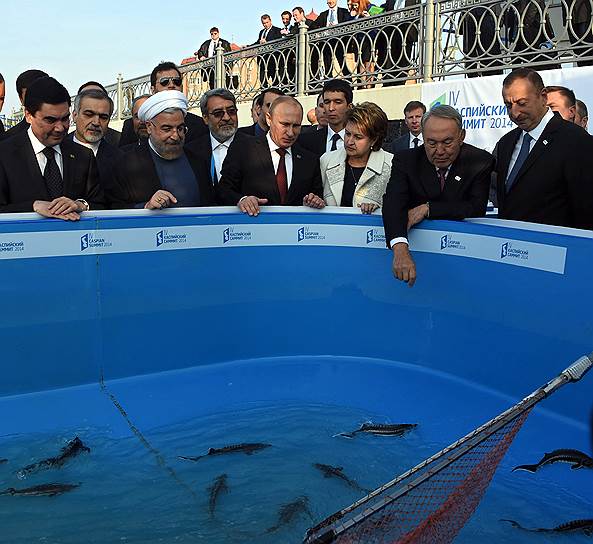 Пять президентов вчера выпустили через мутный омут бассейна 50 чистейших белужат