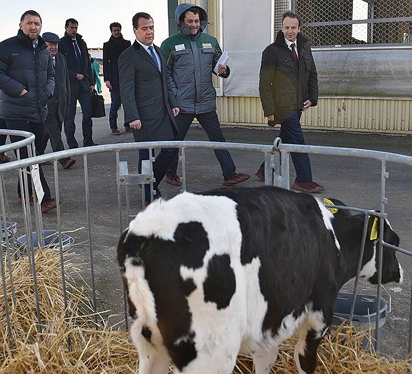 Владелец «Базэла» Олег Дерипаска (слева) на примере своей фермы показал премьеру Дмитрию Медведеву, какую пользу может принести господдержка