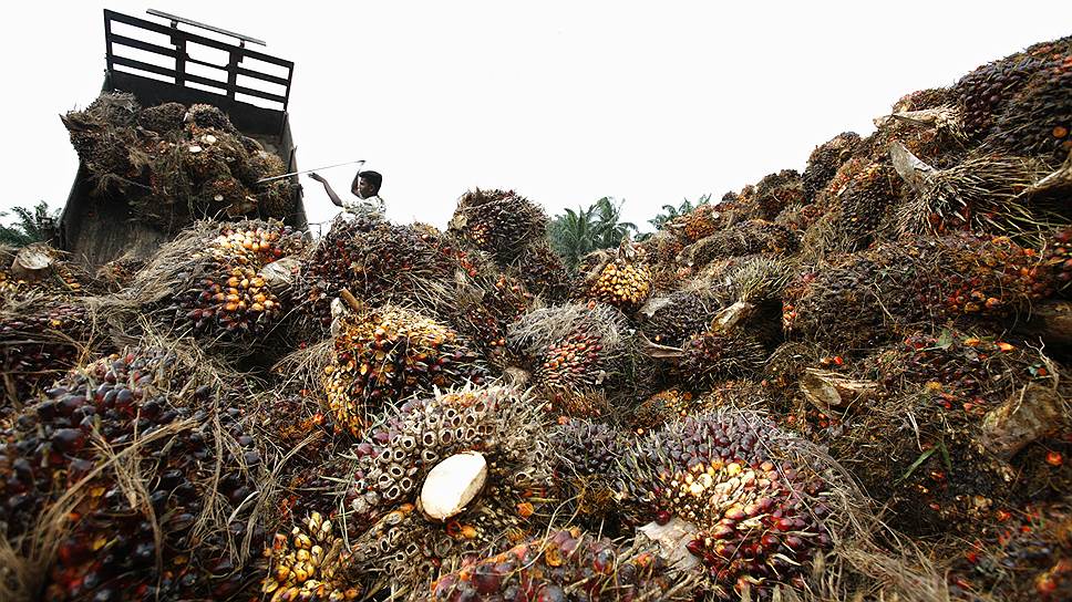 Почему правительство отказалось от акциза на пальмовое масло