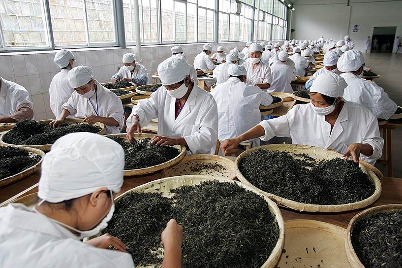 Китайский чай, ценимый в России, теперь будет упаковываться и в Подмосковье