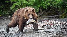 Прокуроры защитили права медведей