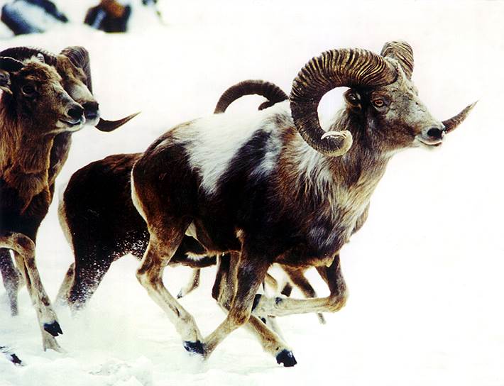 Алтайские горные бараны