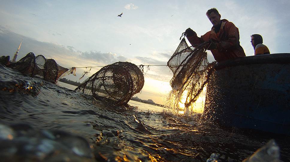 Избыточное регулирование стоит рыбопромышленной отрасли 17 млрд рублей в год