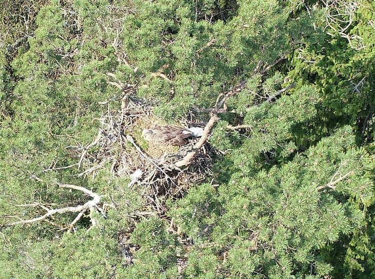 Гнездо самки орлана-белохвоста недалеко от коридора строительства газопровода «Северный поток-2»