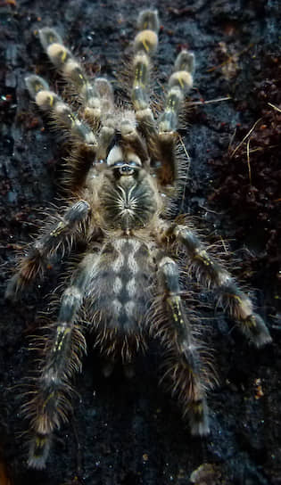 Poecilotheria subfusca