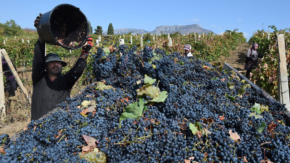 Почему у крымских виноделов подорожало импортозамещенное сырье