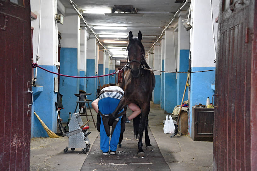 Лошадям на Московском ипподроме обещают новые стойла
