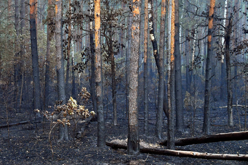 Выгоревший лес
