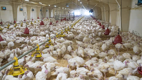 Индейка адамантовая // Совладелец строительного холдинга вложился в птицеводство