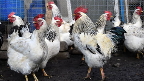 С больного поголовья на здоровое // Птицефабрикам не хватает вакцин и яиц
