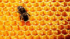 Guerlain открывает «Школу пчеловодства»