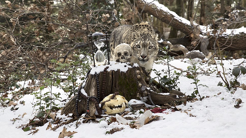Снежный леопард. Центр выживания видов, Зоологический парк Ла Торбьера, Италия, Южная Италия, январь 2015