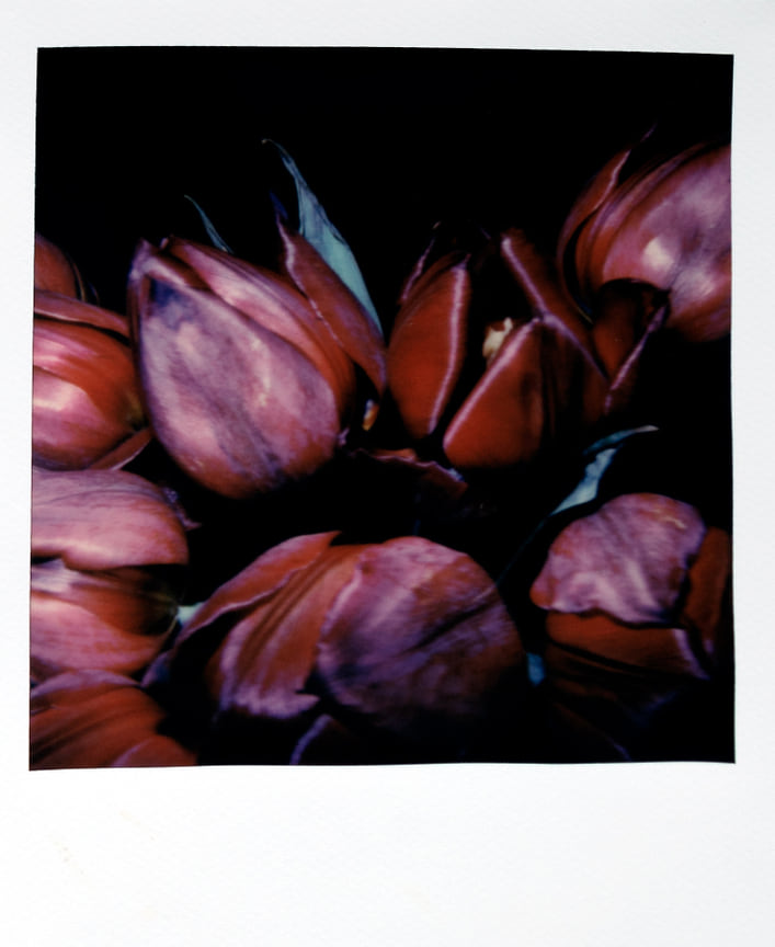 Нобуеси Араки, «Красные тюльпаны», Finarte