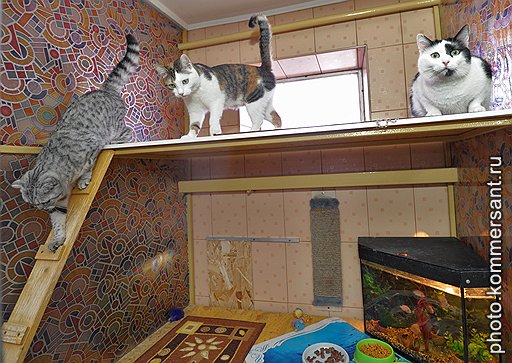 Оставляя в зоогостинице нескольких кошек, можно не беспокоиться, что звери будут скучать друг по другу: их поселят в один номер