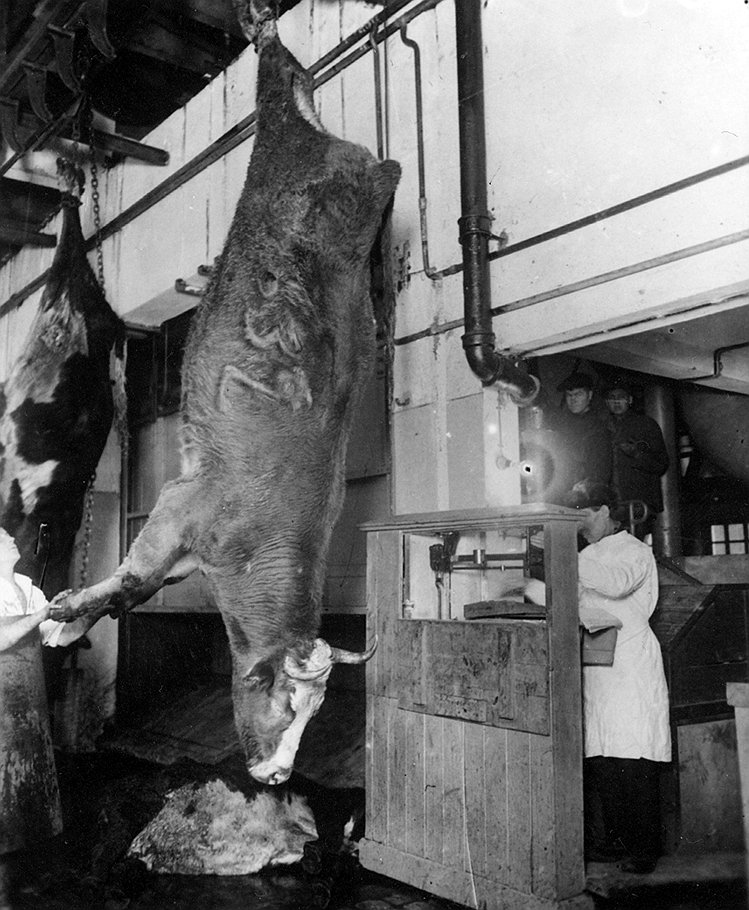 Практиковавшиеся на мясокомбинатах неприметные трюки по занижению упитанности скота приводили к заметному снижению прибыли колхозов 
