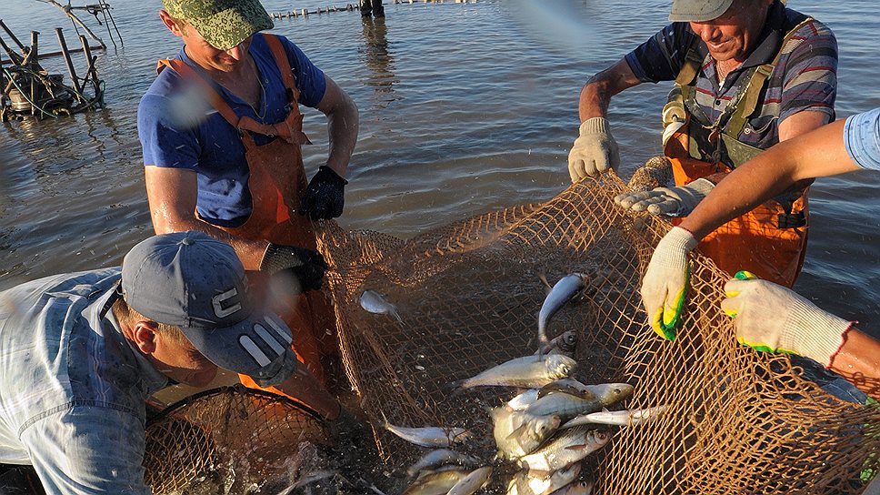 Невод в Астраханской области до сих пор иногда приносит золотую рыбку — осетра с икрой 