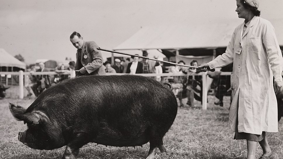 Беркширская свинья давала бекон такого качества, что даже стала объектом спекуляций 
