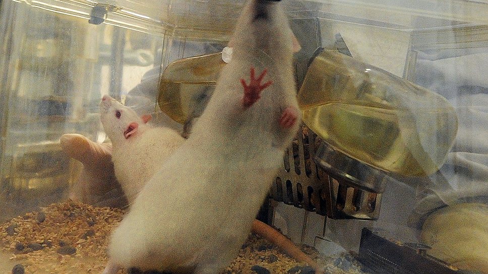 На мышах в Академгородке проводят эксперименты даже с наночастицами и геном смелости 
