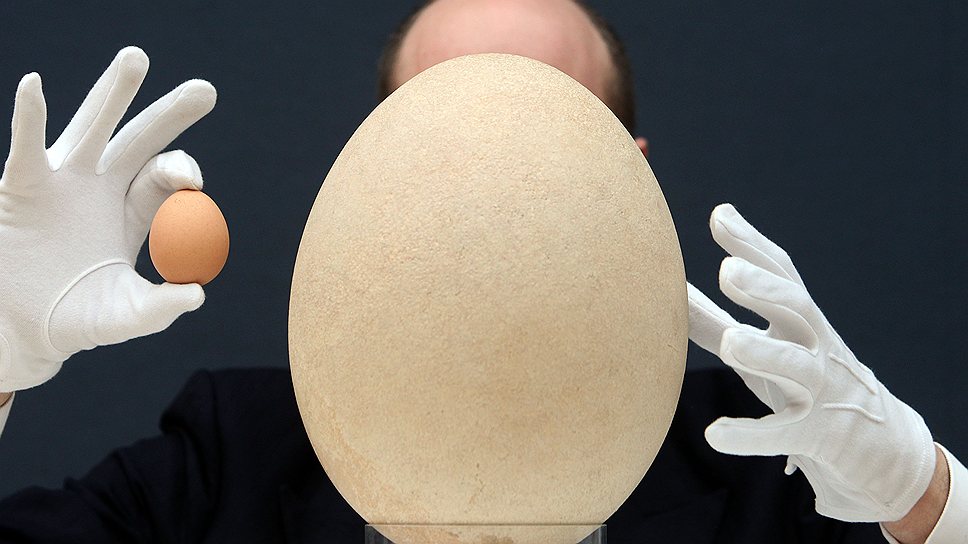 Частично окаменевшее яйцо вымершей птицы эпиорнис. 23 см в диаметре. Возможно, будущие успехи генетики помогут покупателю заняться птицеводством. $101 813 
