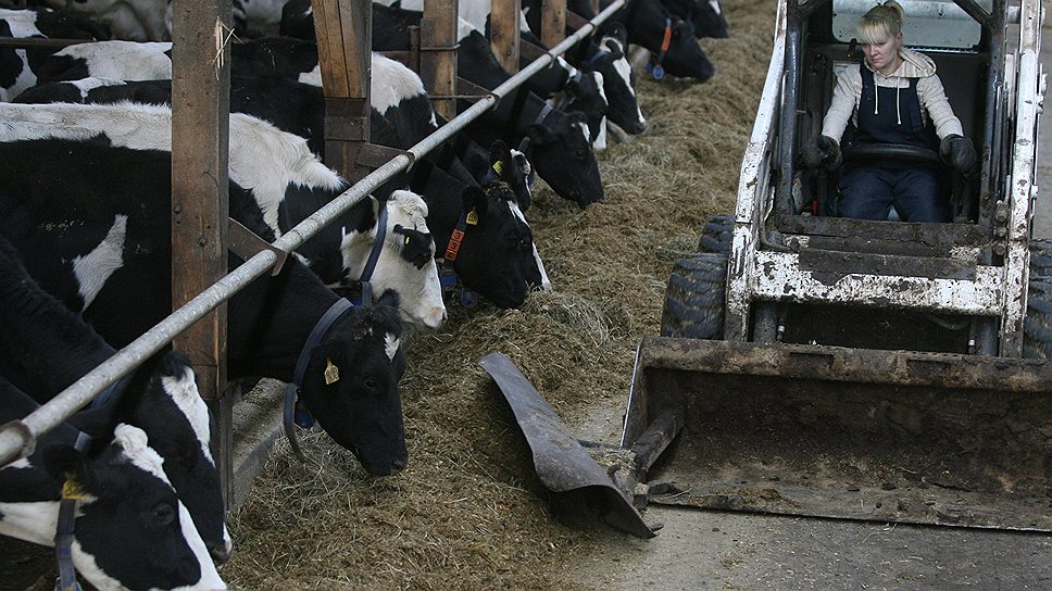 Кредитные программы стимулируют фермеров увеличивать поголовье скота