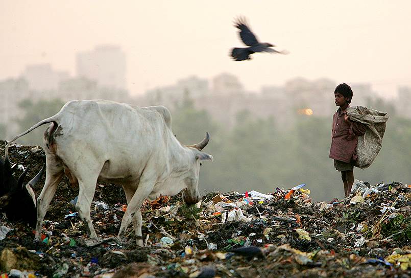 Кому-то полигон твердых бытовых отходов, а 260 миллионам граждан Индии, живущим за чертой бедности,— Клондайк 
