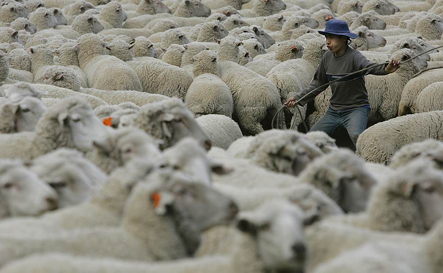 Несмотря на похожий климат, овцеводство в Чили не играет той экономической роли, как в Новой Зеландии 
