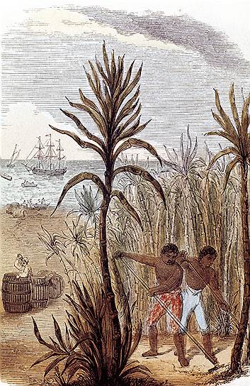 В Европе сахар был редок, и островные плантации сахарного тростника формировали огромный спрос на рабсилу 
