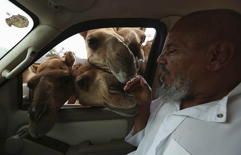 Даже пересев на комфортабельные авто, саудиты не хотят расставаться с традиционными ценностями 
