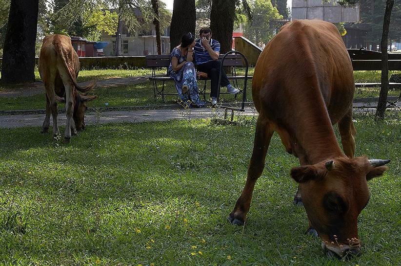 Коров никто не крадет, и только в городе их изредка забирают на штрафстоянку 
