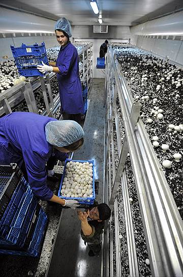 Российские грибоводы вывели бизнес на новый уровень рентабельности благодаря запрету на ввоз продукции польских коллег 
