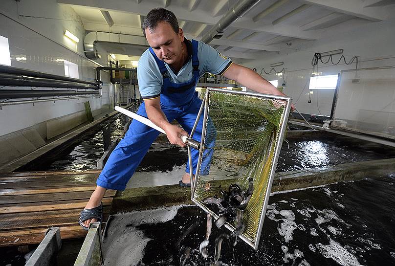 Отечественная аквакультура покрывает лишь 15% объема потребления семги и форели 

